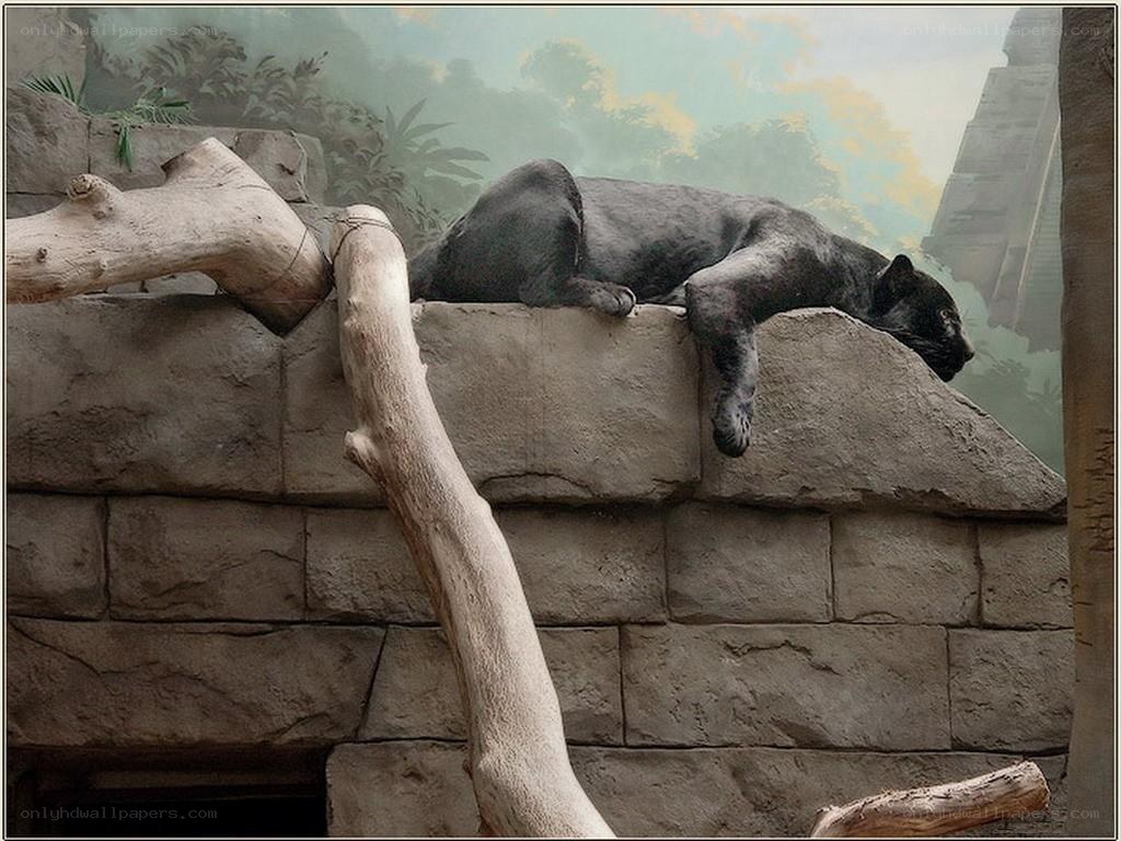 Black panther resting on stone
