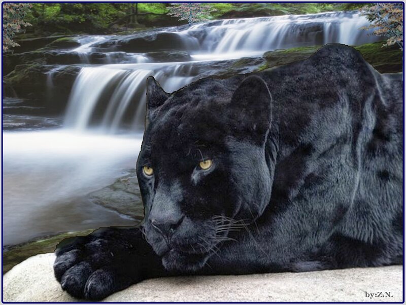 Black Panther Resting — Serene, Photograph