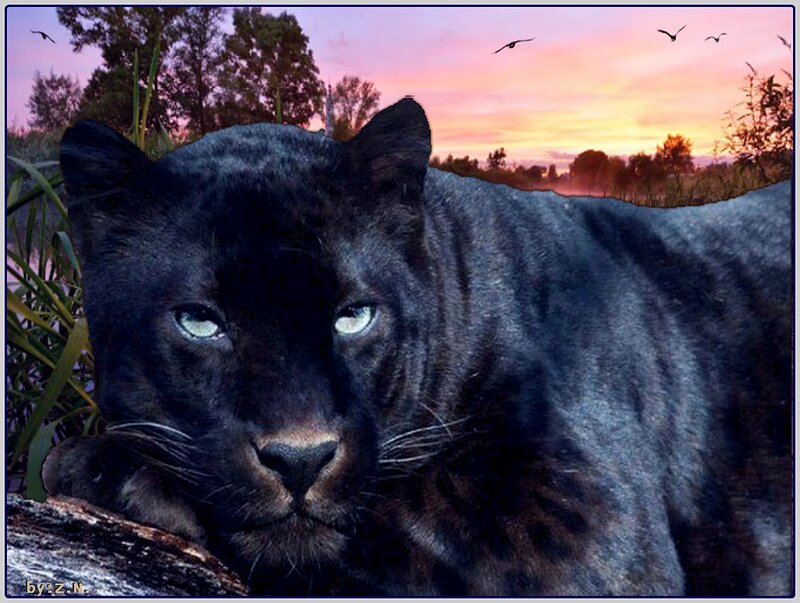 Black Panther Resting — Serene