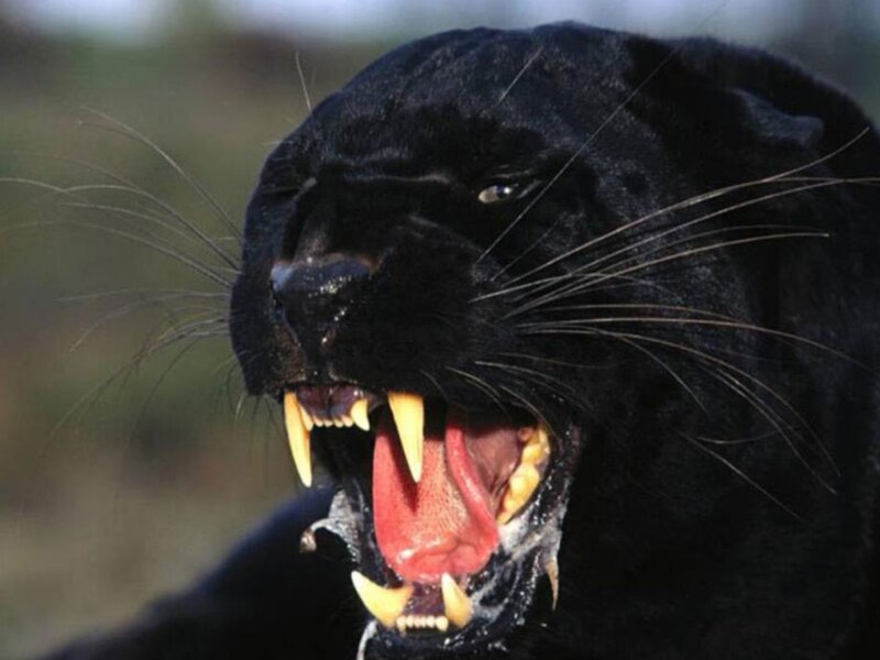 Black Panther Roaring — Aggressive, Photograph, Teeth