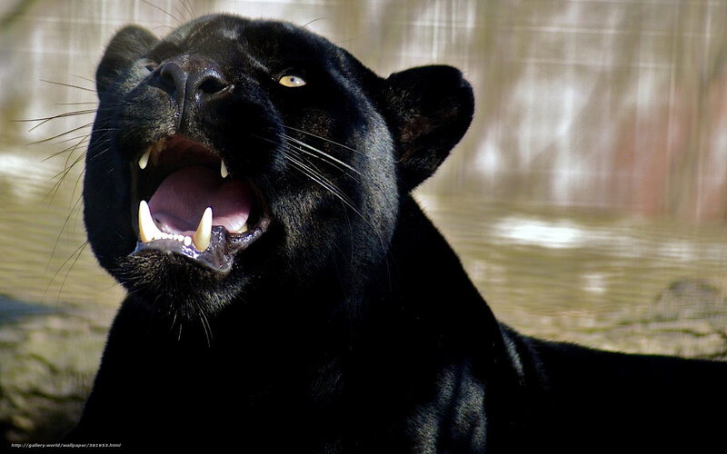 Black Panther Roaring — Intense