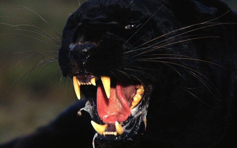 Black Panther Snarling — Aggressive, Photograph
