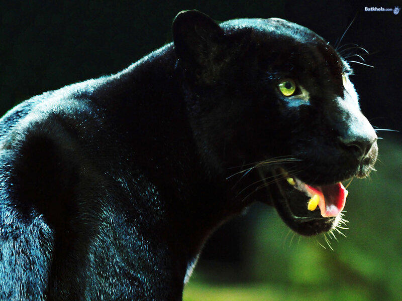Black Panther Snarling — Dramatic
