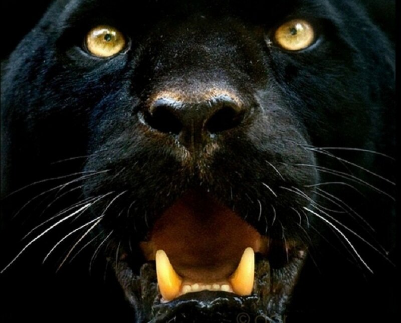 Black Panther Snarling