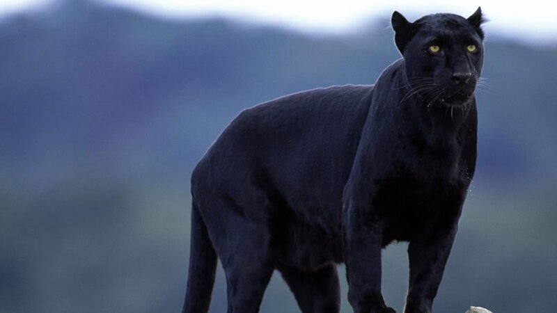 Black Panther Standing — Alert