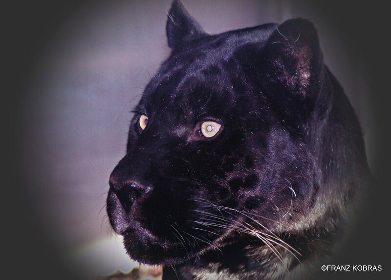 Black Panther