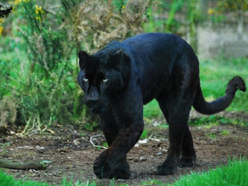Black Panther Walking — Alert
