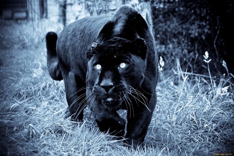 Black Panther Walking — Blue