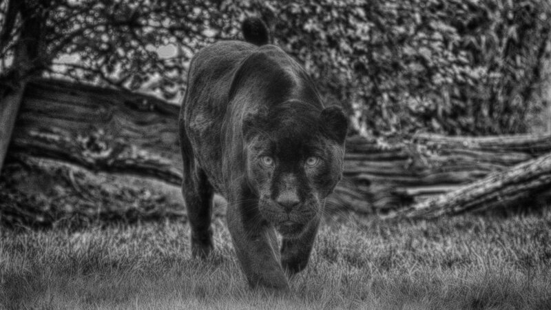 Black Panther Walking — Dramatic, Photograph
