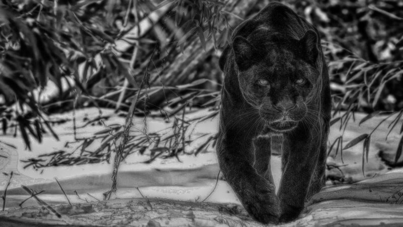 Black Panther Walking — Dramatic