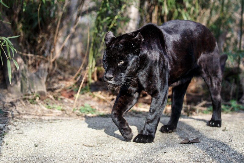 black panther walking in forest