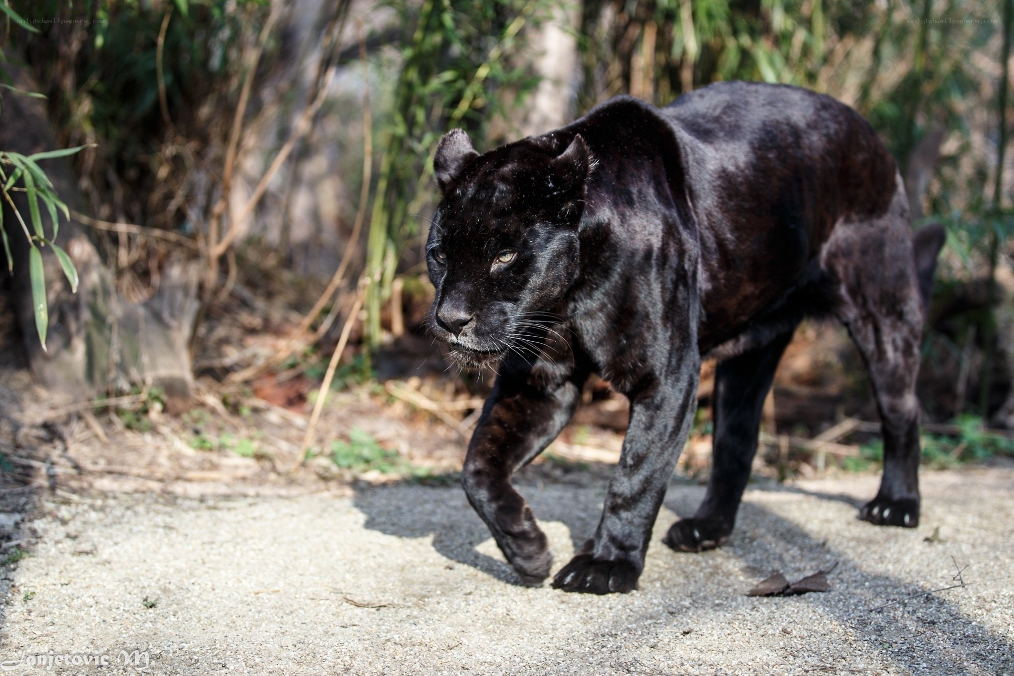 black panther walking in forest