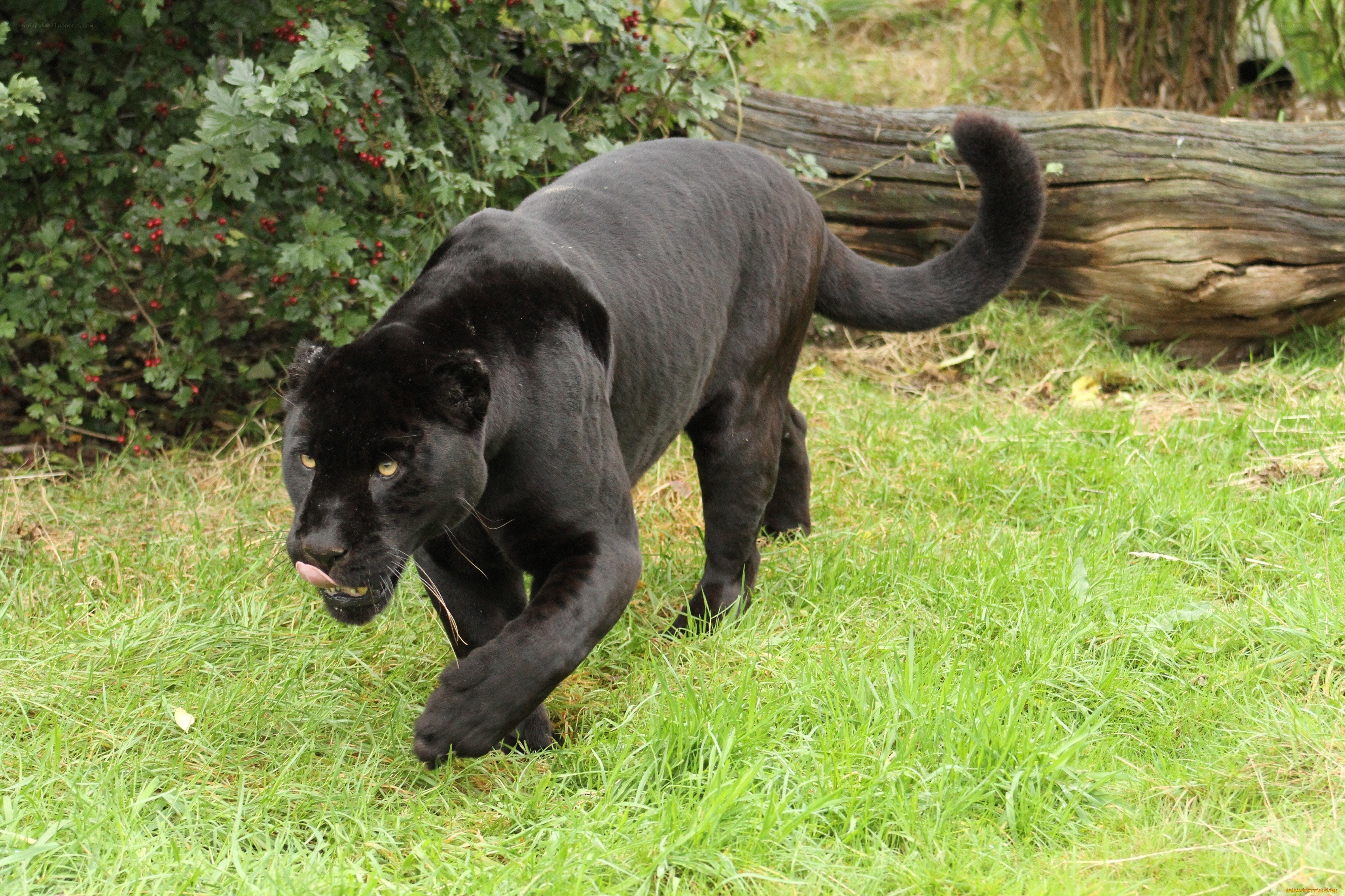 Black panther walking in grass