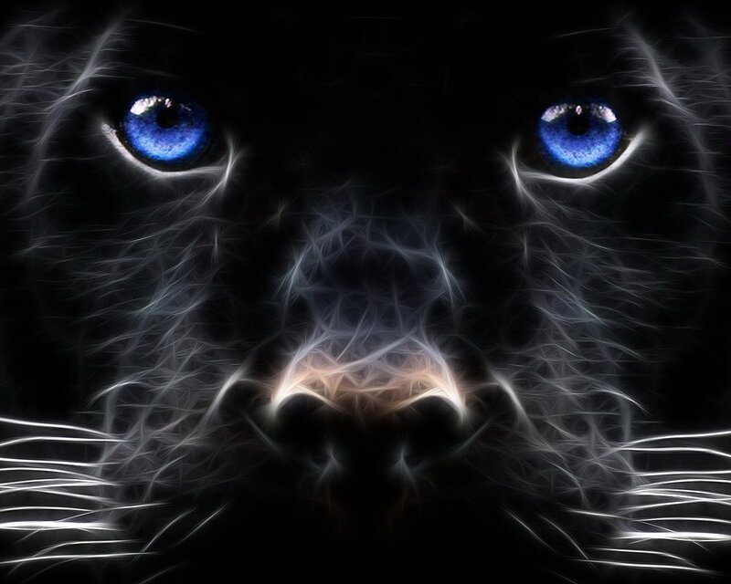 black panther with blue eyes