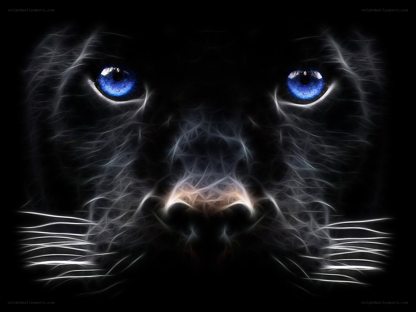black panther with blue eyes