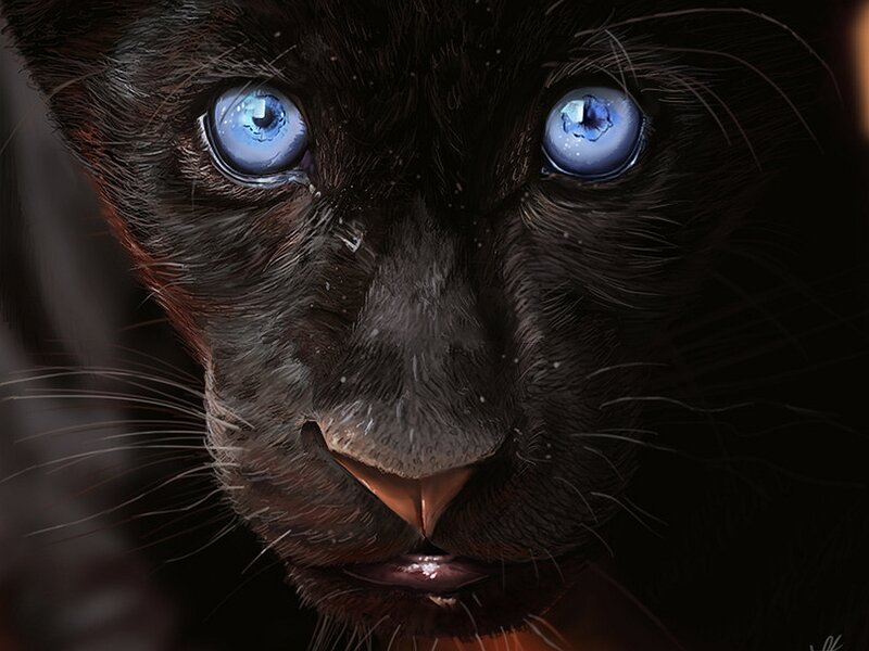 Black Panther with Blue Eyes — Intense