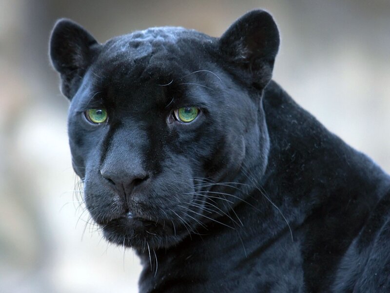 black panther with green eyes