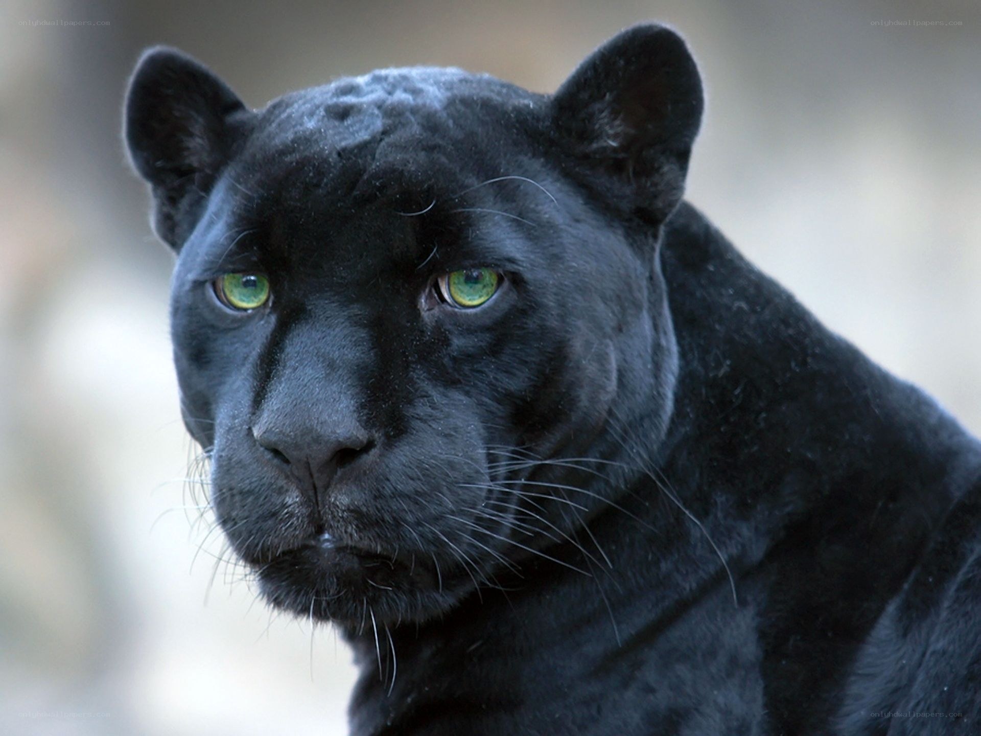 black panther with green eyes