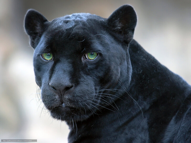 Black panther with green eyes