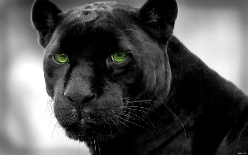 black panther with green eyes