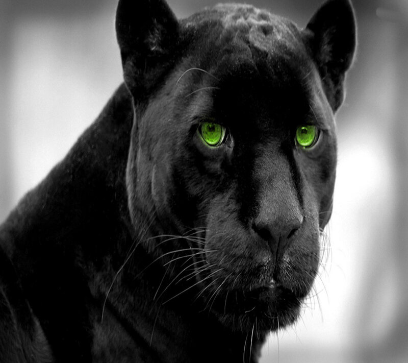 Black Panther with Green Eyes — Intense