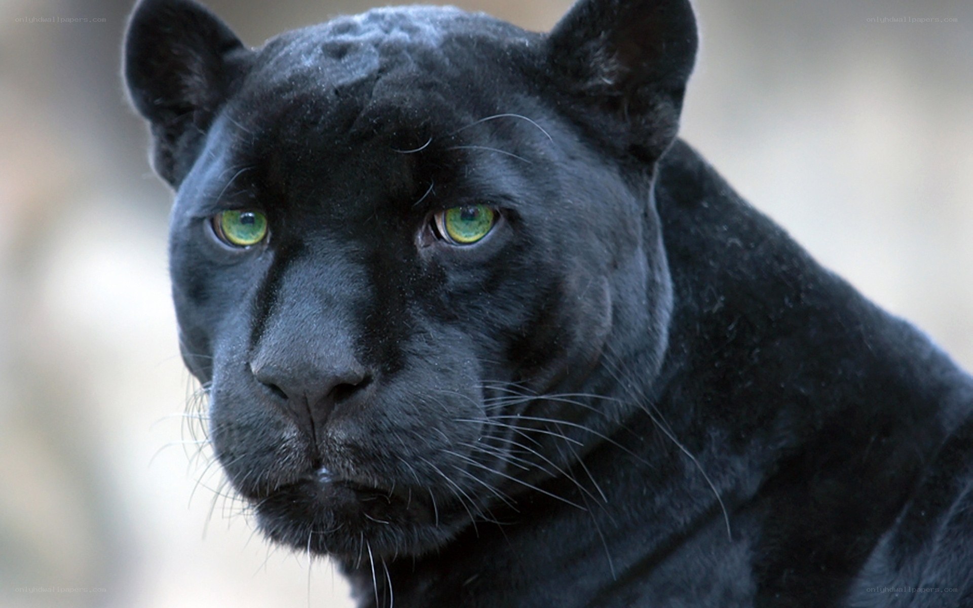 Black panther with green eyes