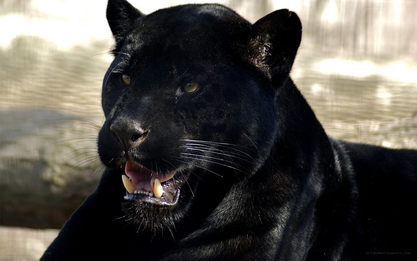 black panther with open mouth