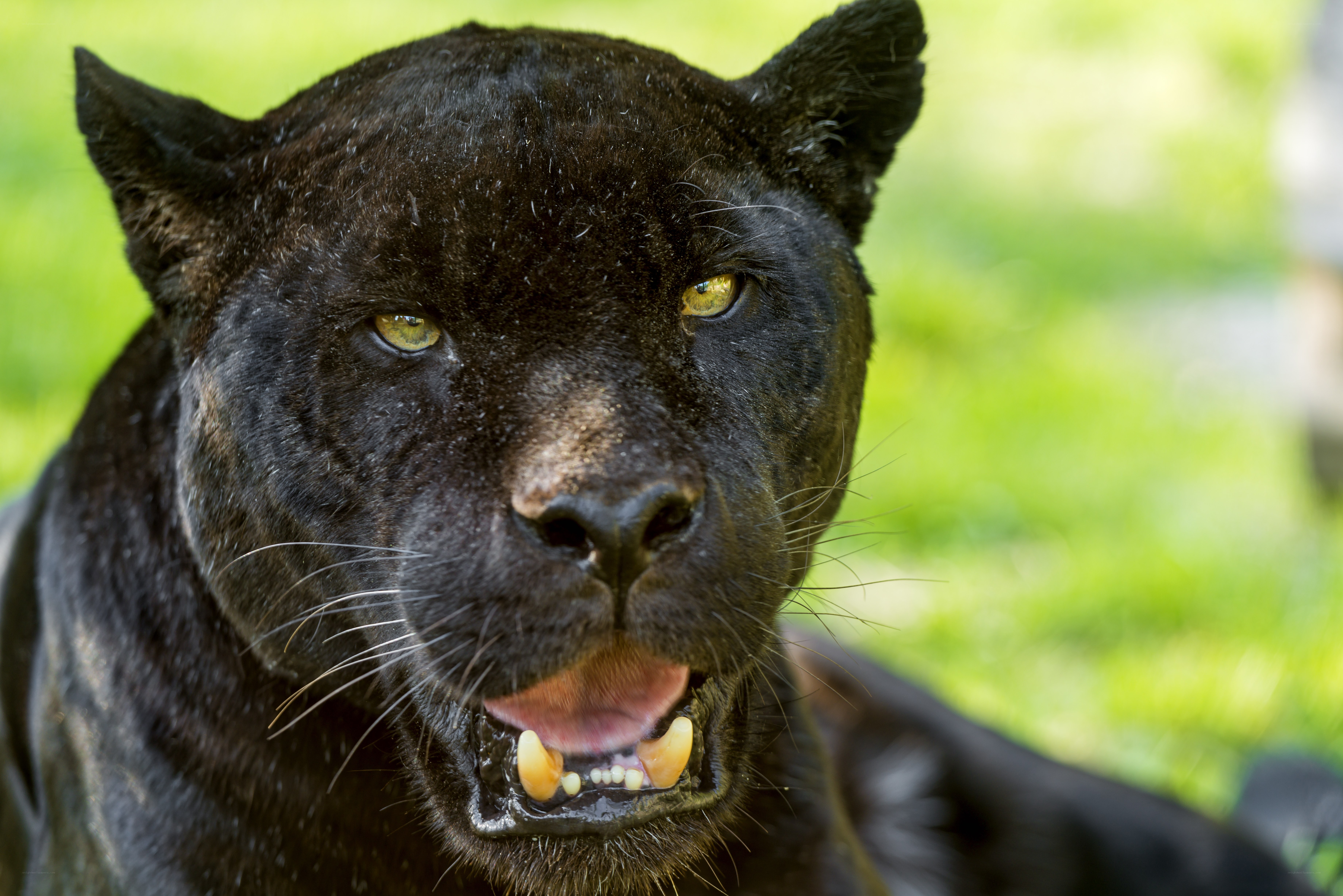 black panther with open mouth