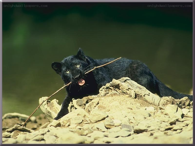 Black panther with stick
