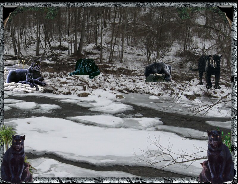 Black panthers in snowy forest