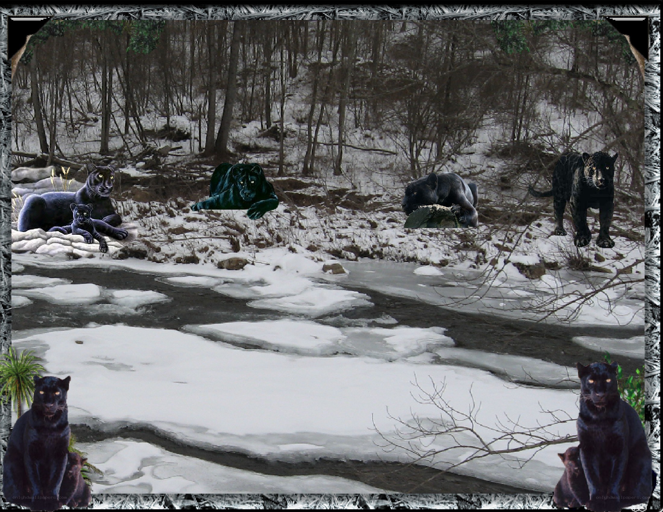 Black panthers in snowy forest