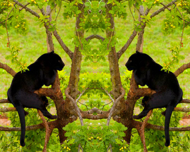 Black Panthers in Tree
