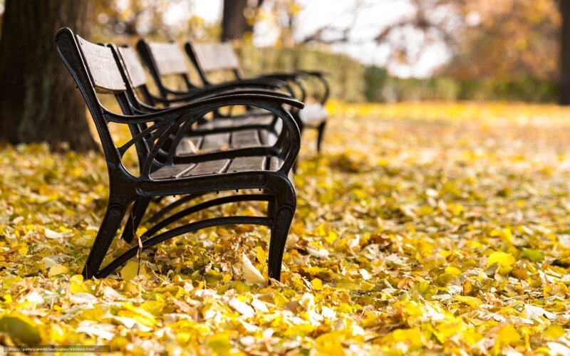 Black Park Benches