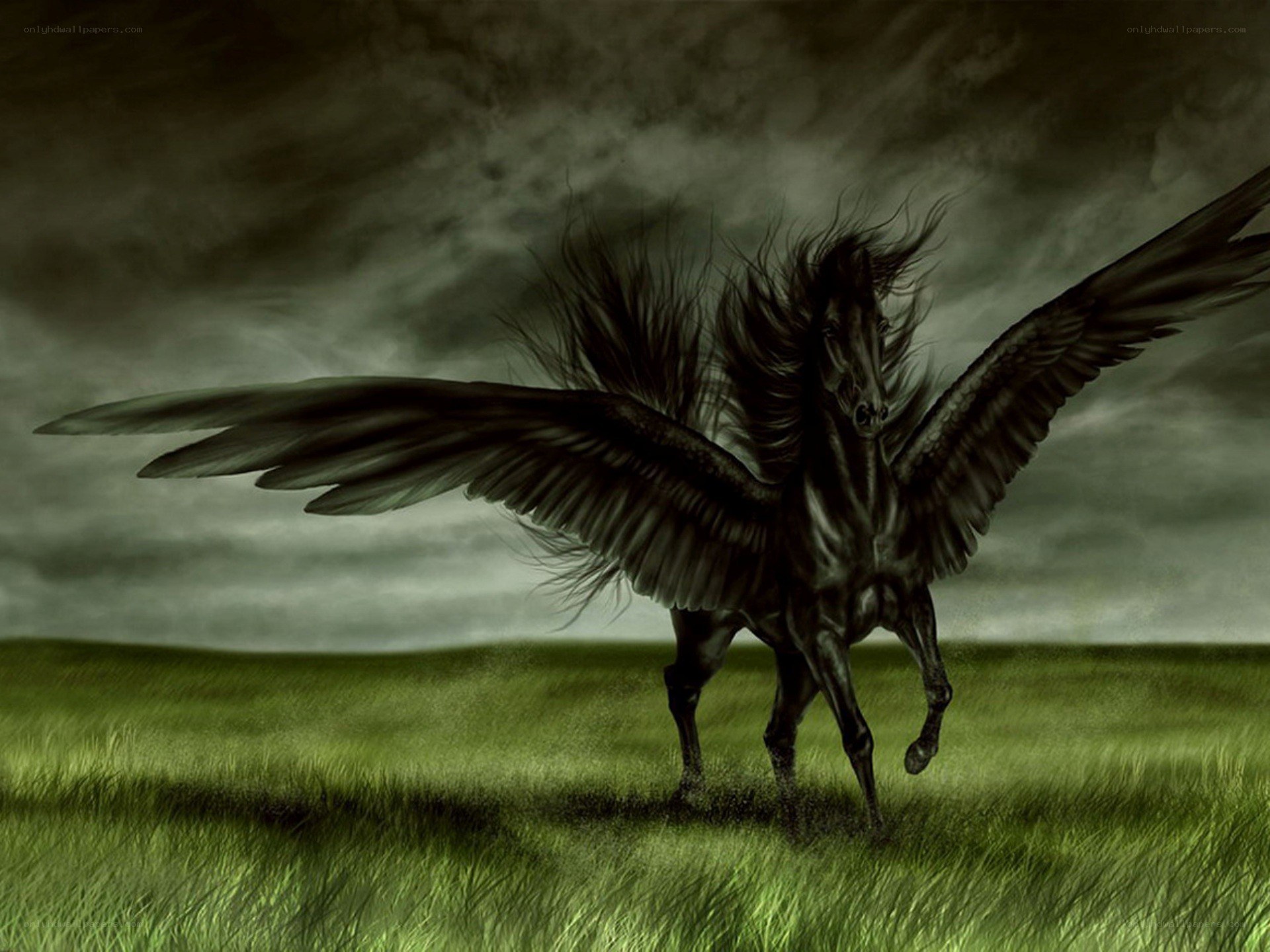 Black Pegasus in a Field
