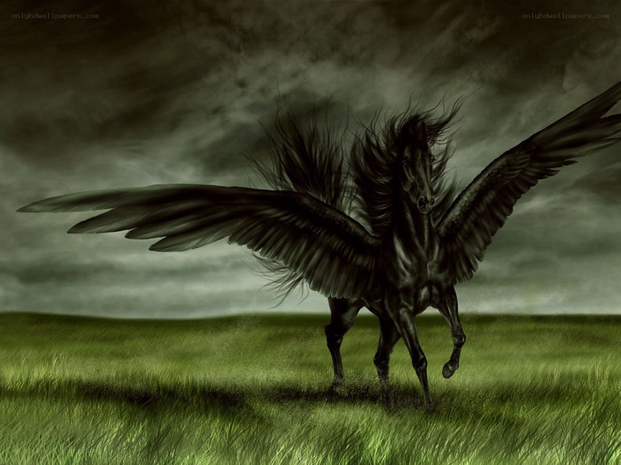 Black Pegasus in a Green Field
