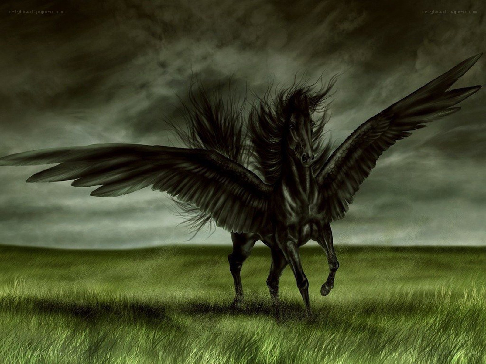 Black Pegasus in a Storm