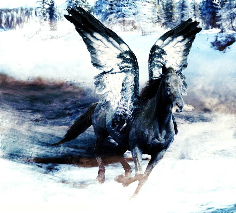 Black Pegasus in Snow