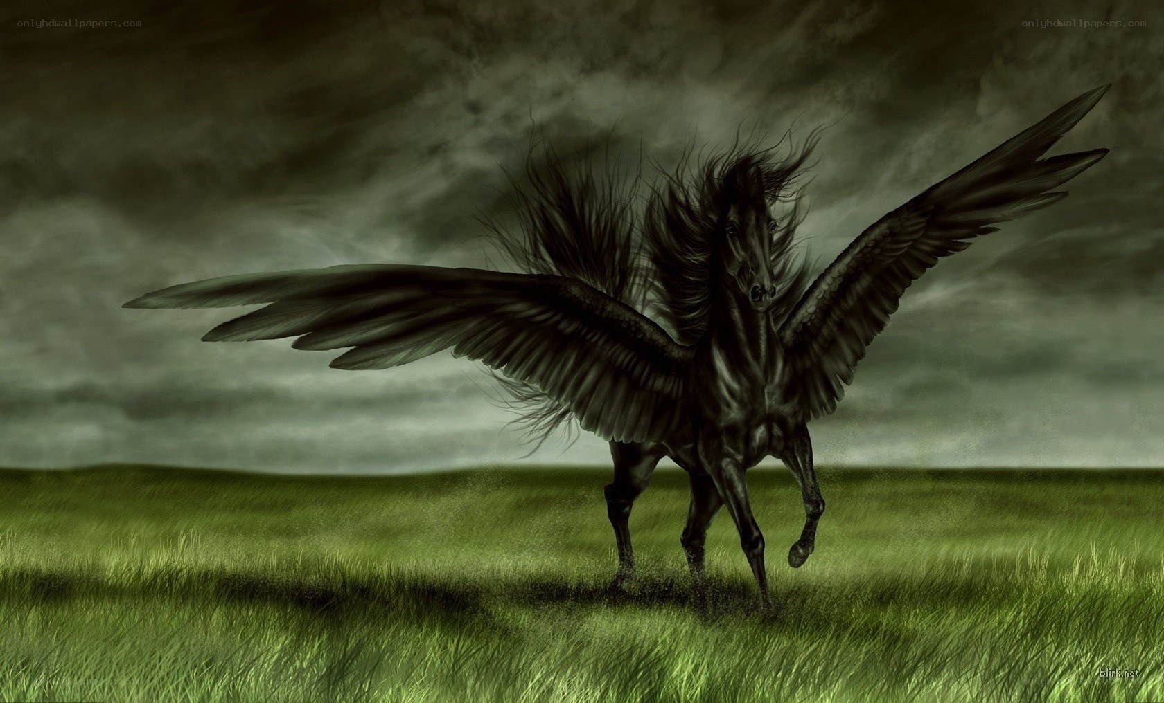 black pegasus in stormy field