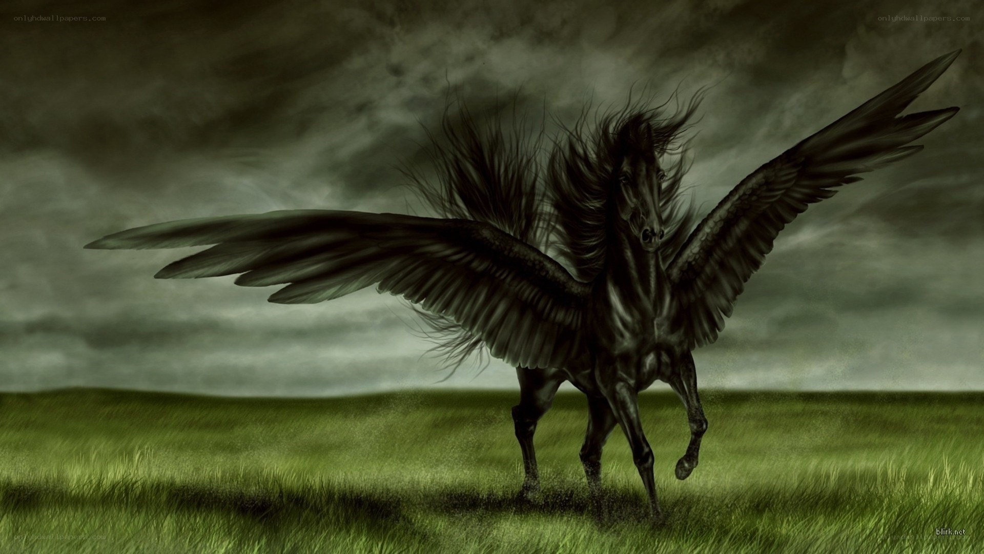 black pegasus in stormy field