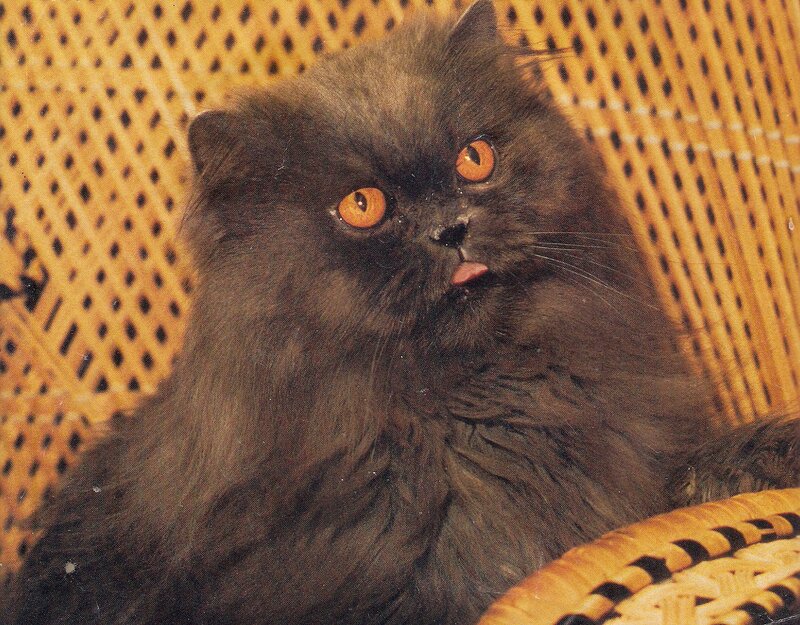 Black Persian Cat