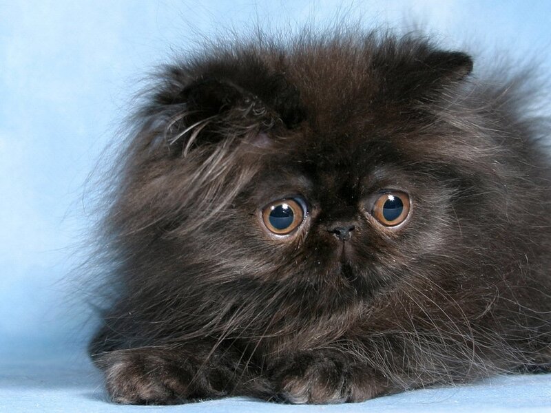 Black Persian Kitten — Brown
