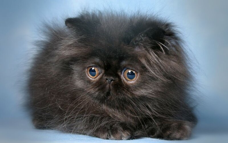 Black Persian Kitten — Gray