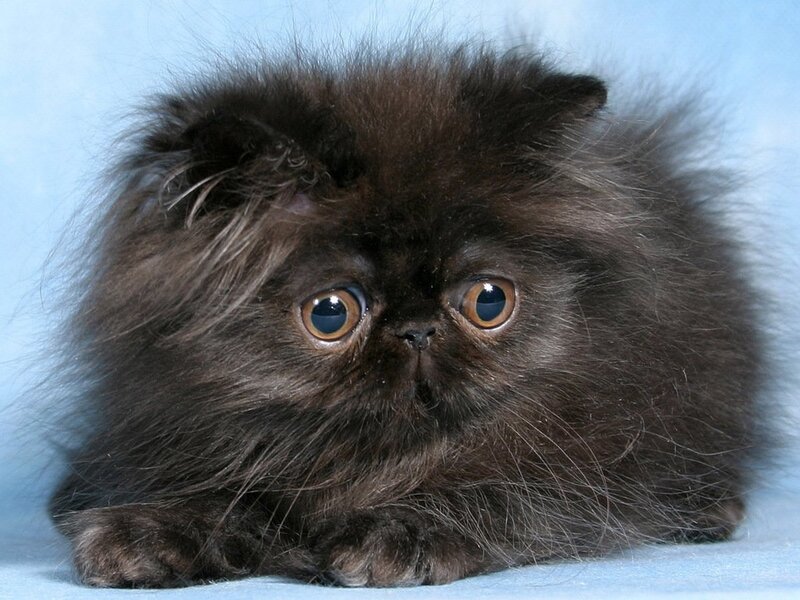 Black Persian Kitten — Innocent