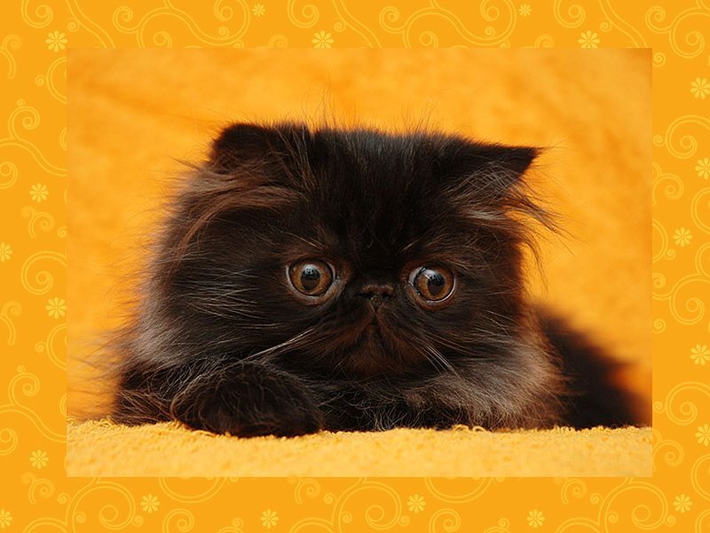 Black Persian Kitten