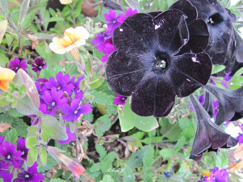 Black Petunia Flower