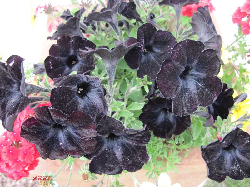 Black Petunia Flowers — Natural
