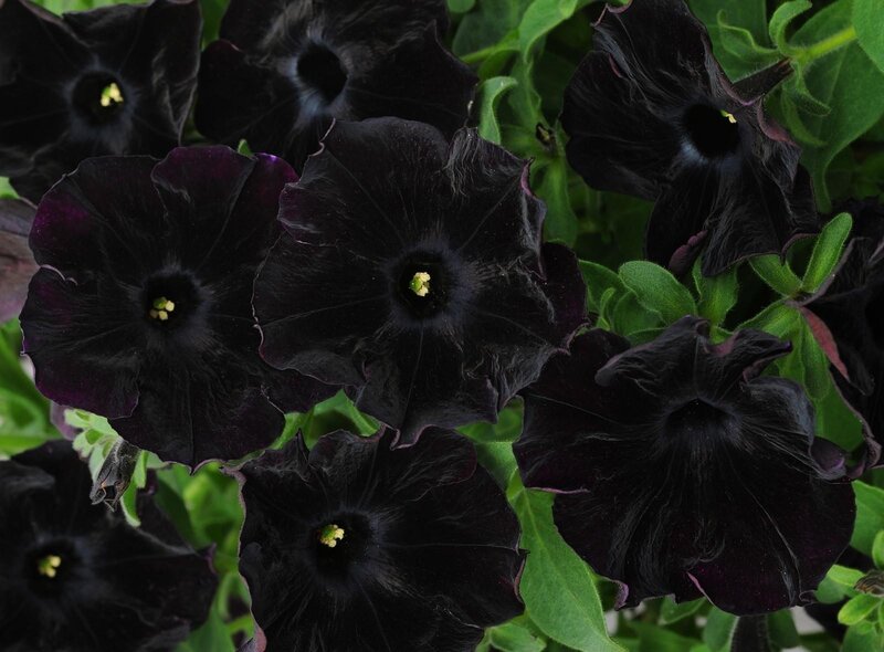 Black petunia flowers