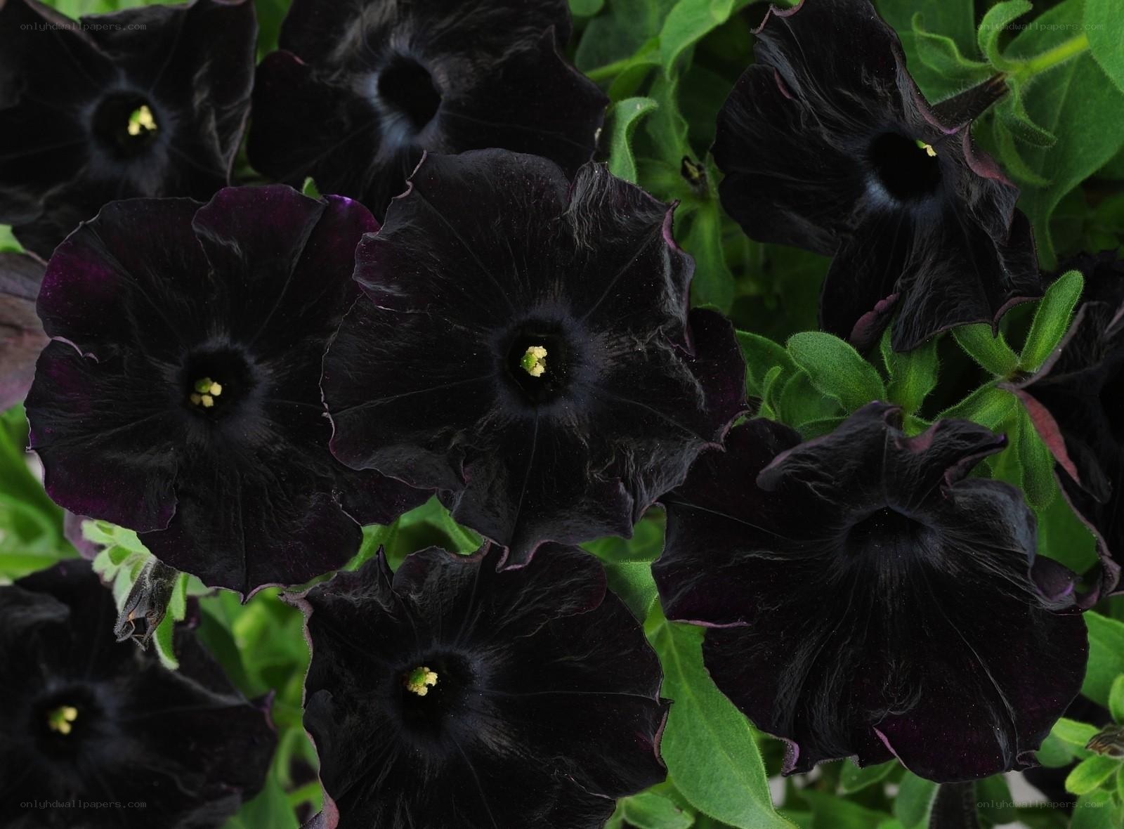 Black petunia flowers