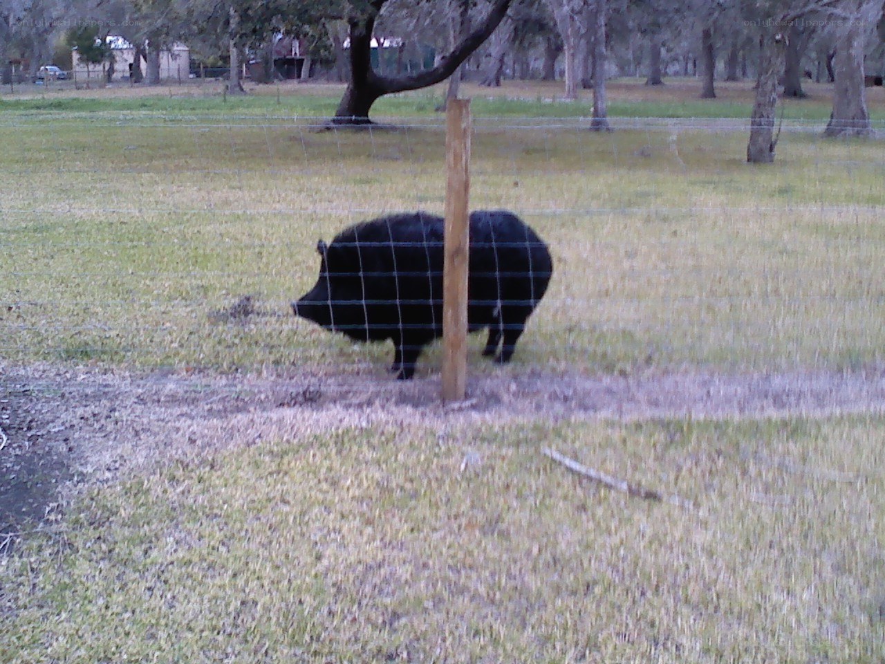 black pig in a field