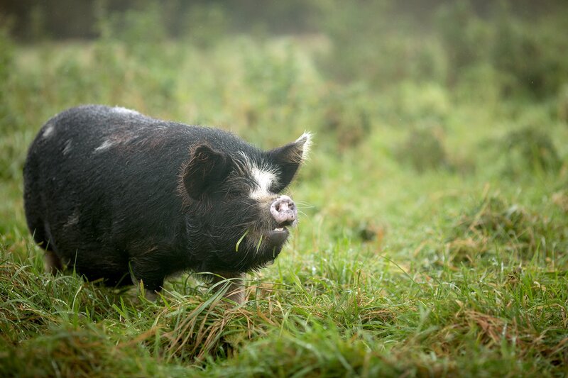 Black Pig in Grass